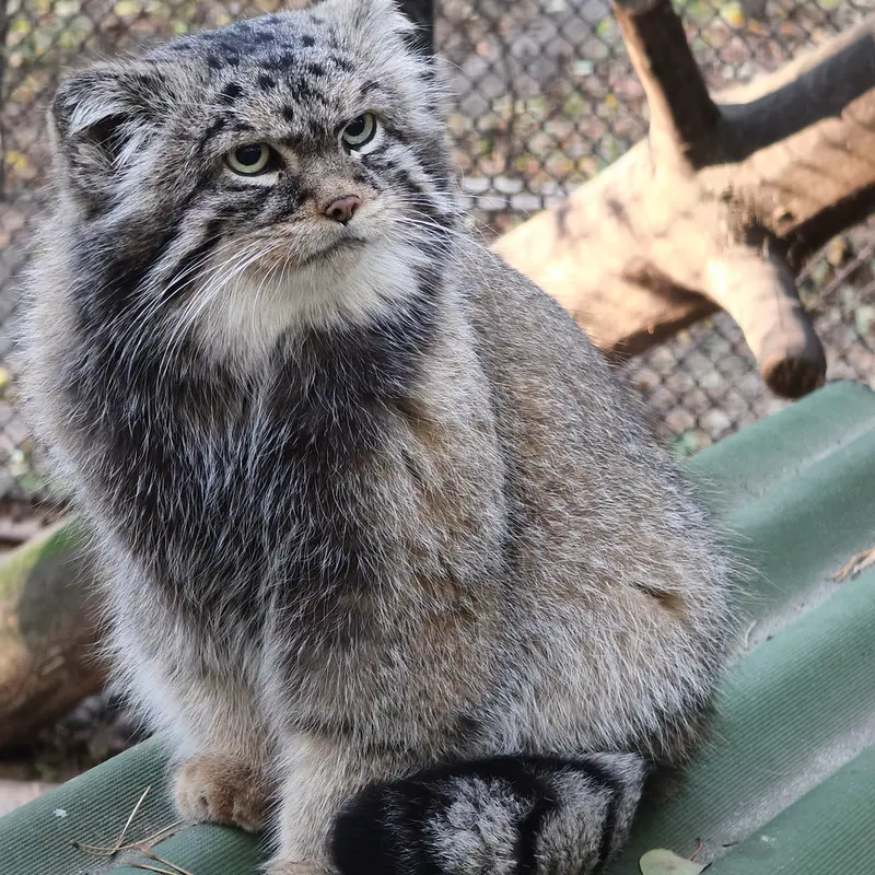 A photograph of George in Novosibirsk Zoo