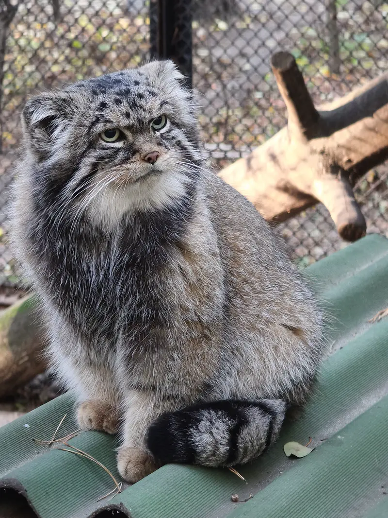 A photograph of George in Novosibirsk Zoo