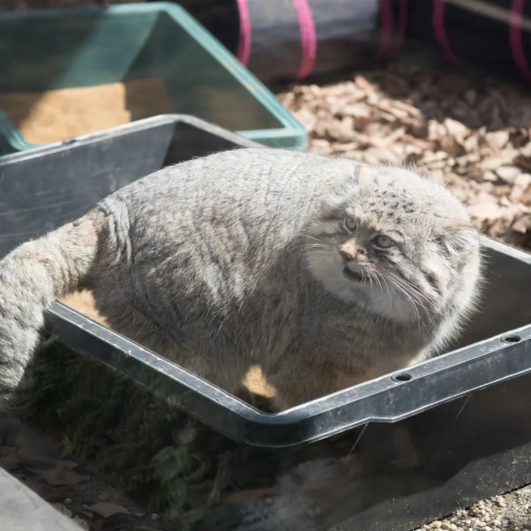 A photograph of Lotos in Saitama Children's Zoo