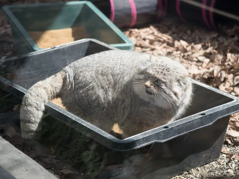 A photograph of Lotos in Saitama Children's Zoo