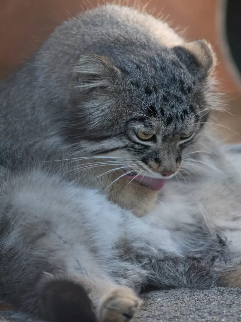 A photograph of Figa in Nogeyama Zoo
