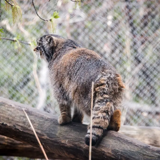 A photograph of Zosya in Novosibirsk Zoo
