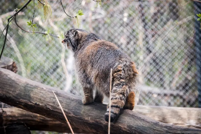 A photograph of Zosya in Novosibirsk Zoo