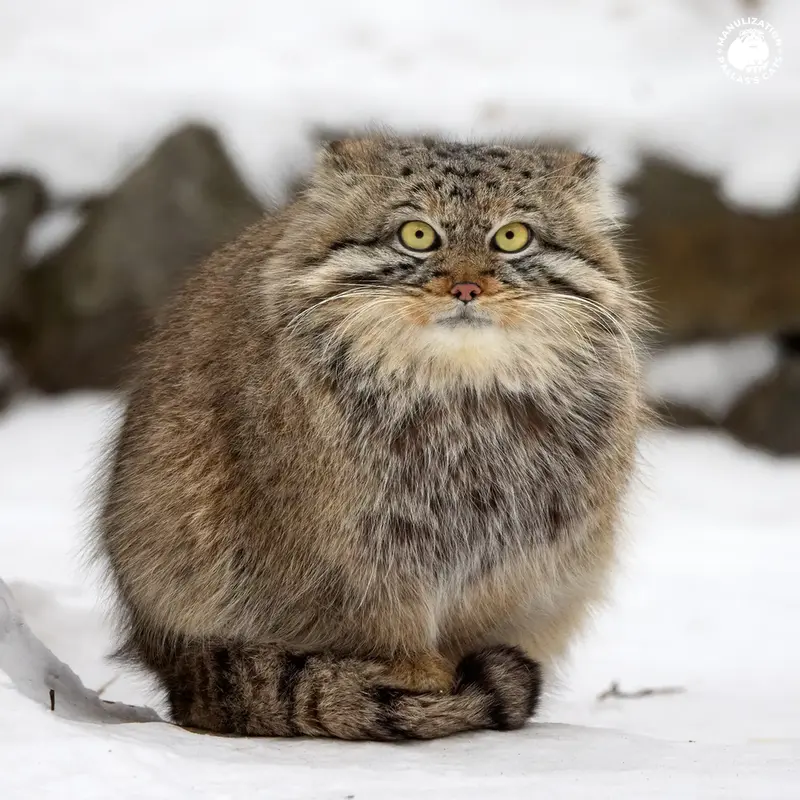A photograph of Ruf in Novosibirsk Zoo