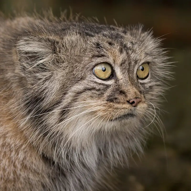 A photograph of Tula in The Big Cat Sanctuary