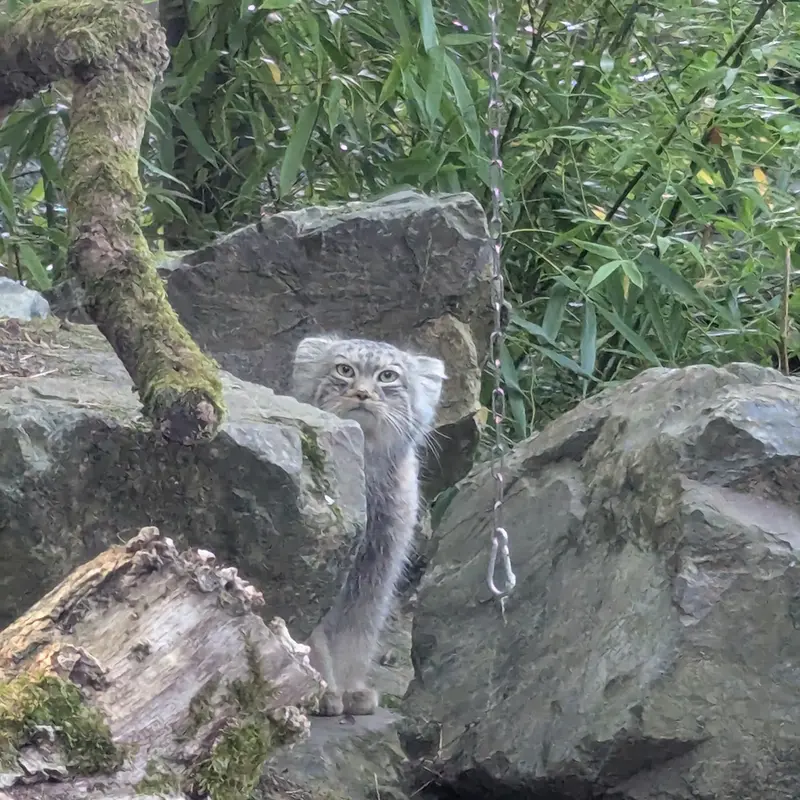 A photograph of Altai in Tregomeur Zoo