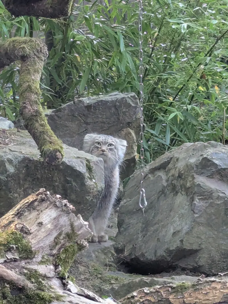 A photograph of Altai in Tregomeur Zoo