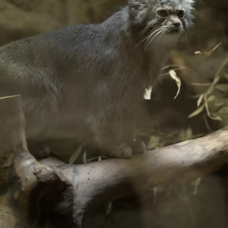 A photograph of Klyon in Ueno Zoological Gardens