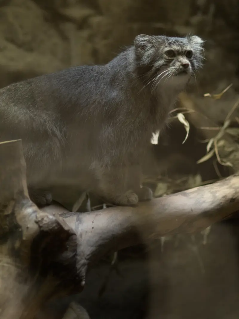 A photograph of Klyon in Ueno Zoological Gardens