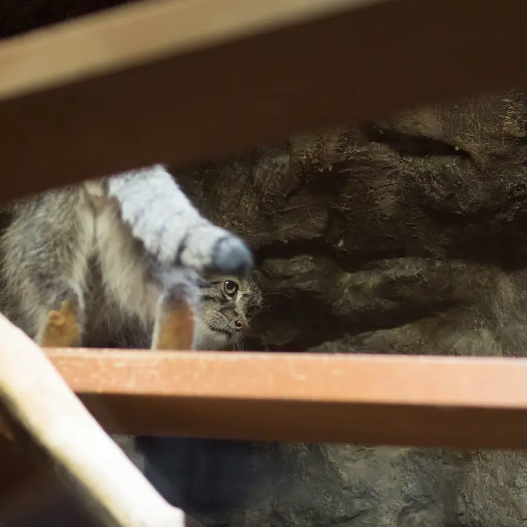 A photograph of Klyon in Ueno Zoological Gardens