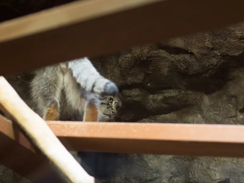 A photograph of Klyon in Ueno Zoological Gardens