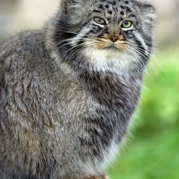 A photograph of Darlay in Moscow zoo