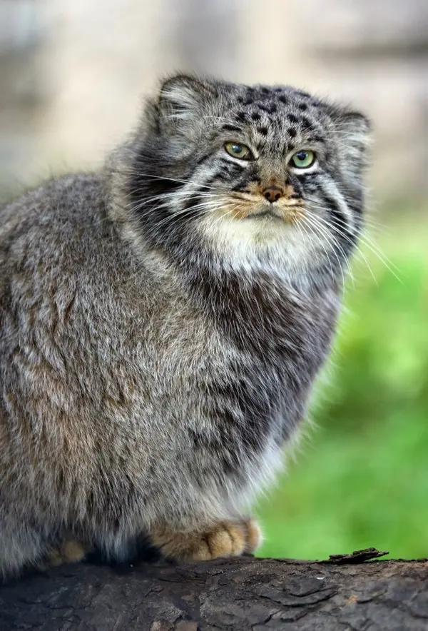 A photograph of Darlay in Moscow zoo