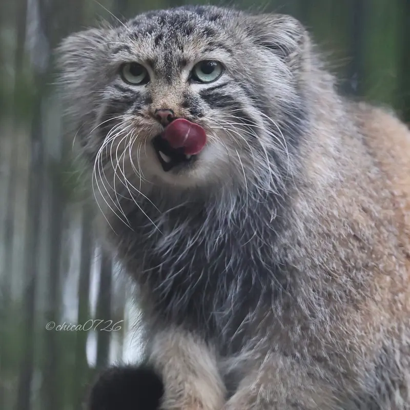 A photograph of Gabi in Novosibirsk Zoo
