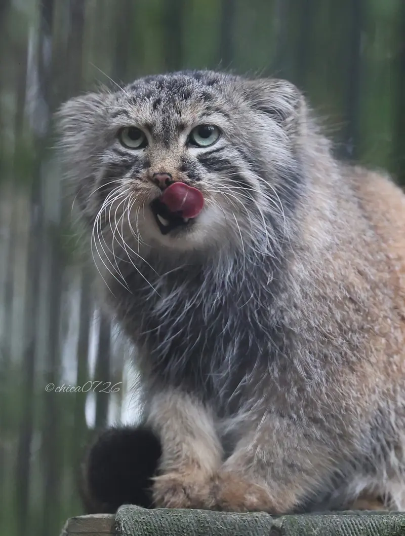 A photograph of Gabi in Novosibirsk Zoo