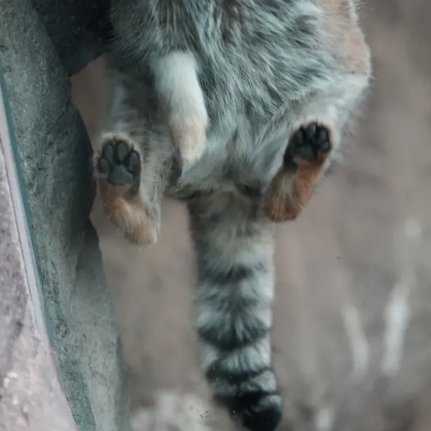 A photograph of Oto in Saitama Children's Zoo