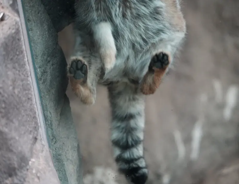 A photograph of Oto in Saitama Children's Zoo