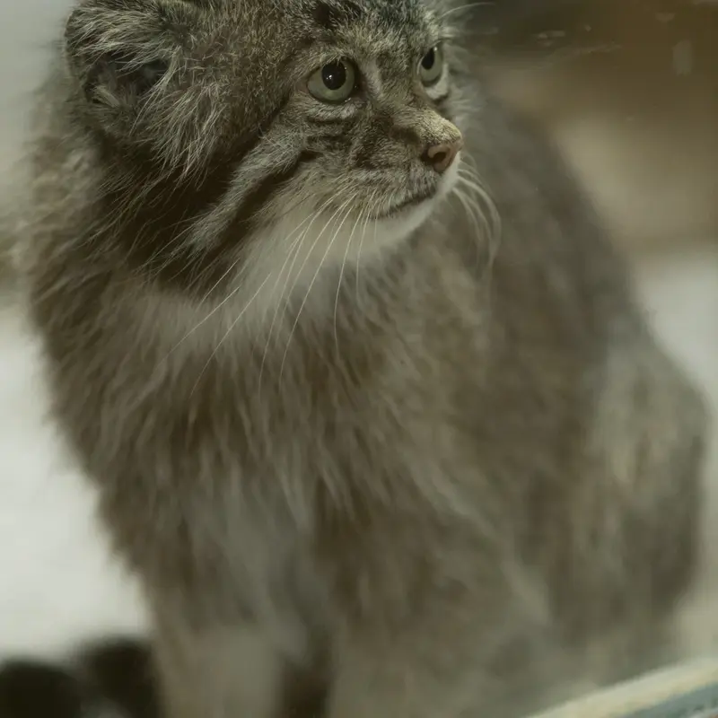 A photograph of Klyon in Ueno Zoological Gardens