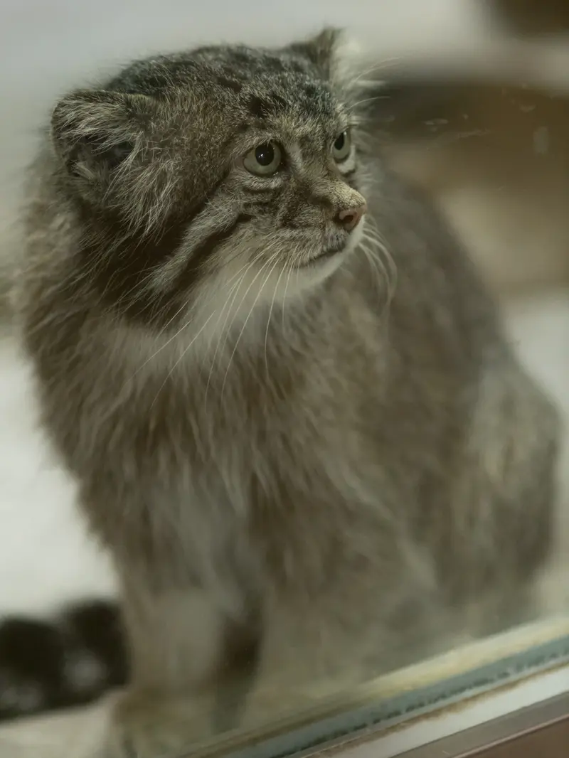 A photograph of Klyon in Ueno Zoological Gardens