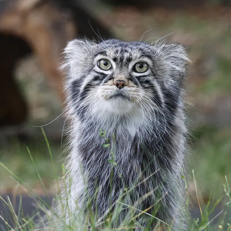 A photograph of a Pallas's cat