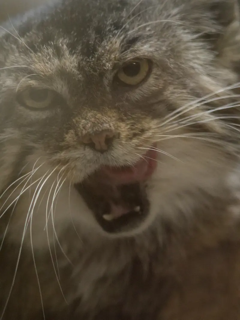 A photograph of Primula in Ueno Zoological Gardens