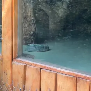 A photograph of a Pallas's cat in Yerevan Zoo