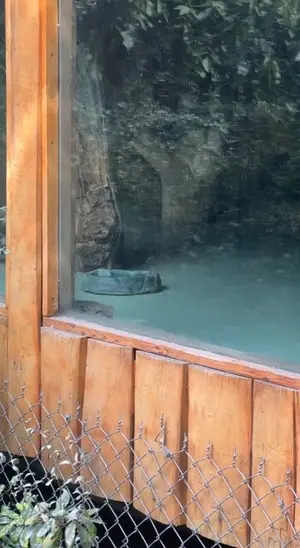 A photograph of a Pallas's cat in Yerevan Zoo