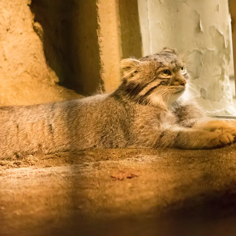 A photograph of Figa in Nogeyama Zoo