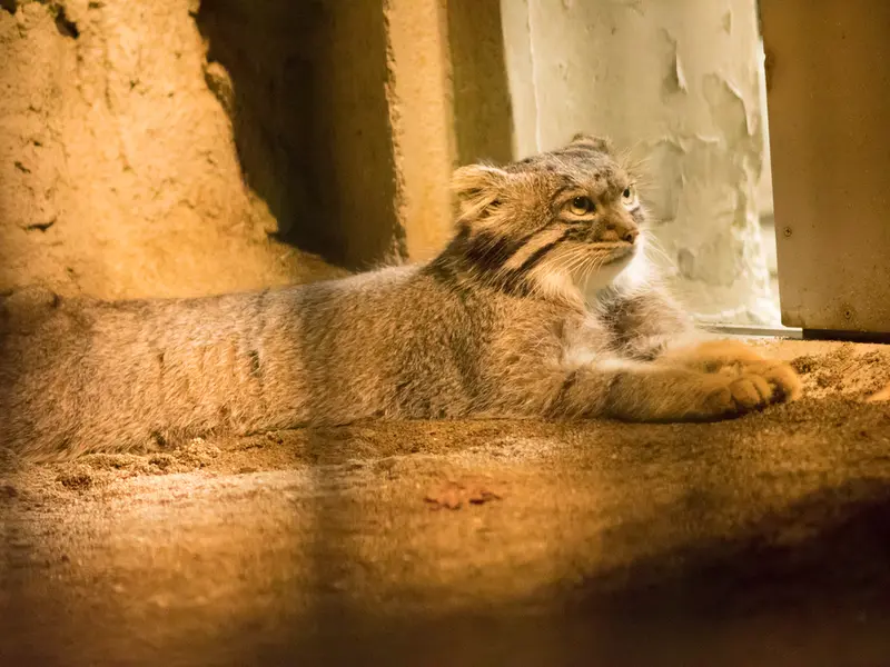 A photograph of Figa in Nogeyama Zoo