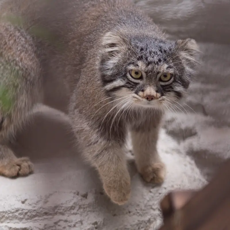 A photograph of Figa in Nogeyama Zoo