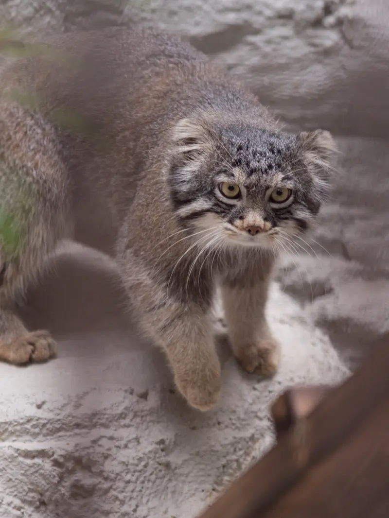 A photograph of Figa in Nogeyama Zoo
