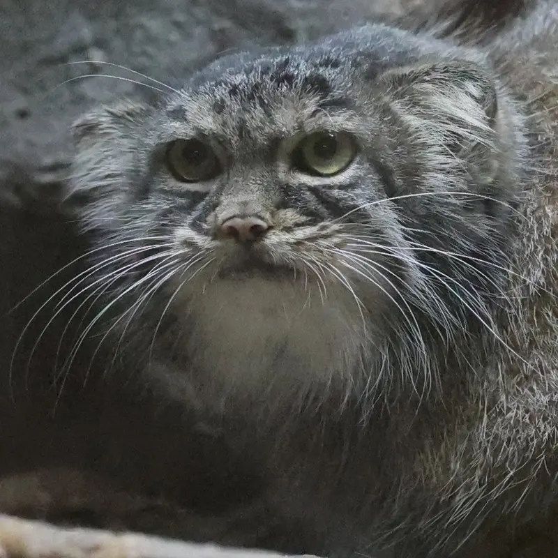 A photograph of Shafran in Ueno Zoological Gardens