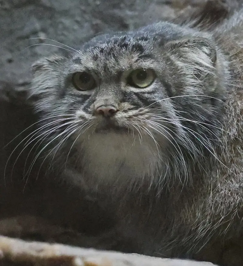 A photograph of Shafran in Ueno Zoological Gardens