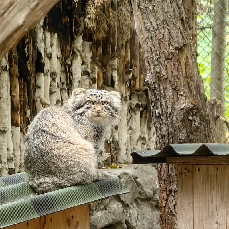 A photograph of Son of Lolo b.2026 Ⅱ in Novosibirsk Zoo