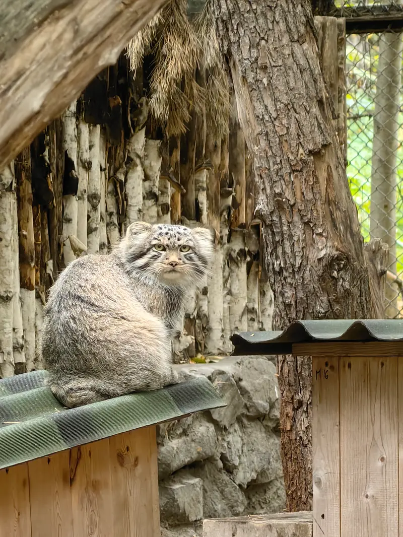 A photograph of Son of Lolo b.2026 Ⅱ in Novosibirsk Zoo