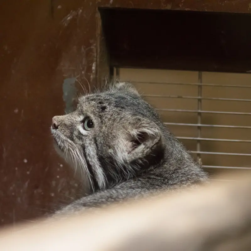 A photograph of Klyon in Ueno Zoological Gardens