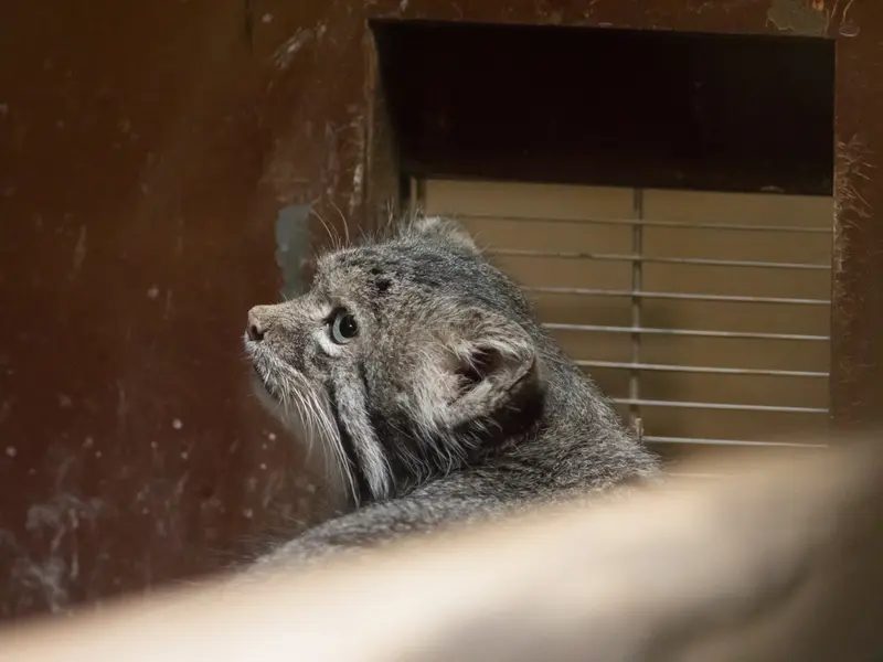 A photograph of Klyon in Ueno Zoological Gardens
