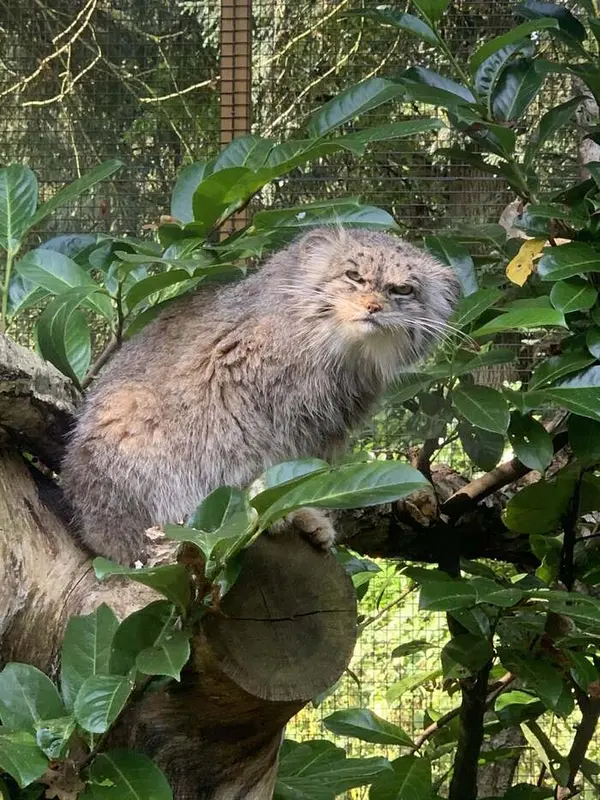 A photograph of a Pallas's cat