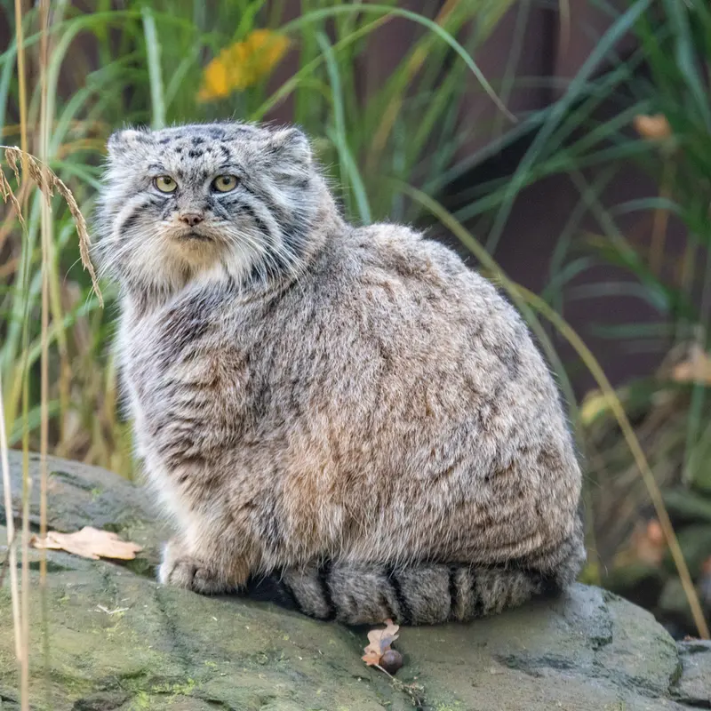 A photograph of Moira in Ostrava Zoo