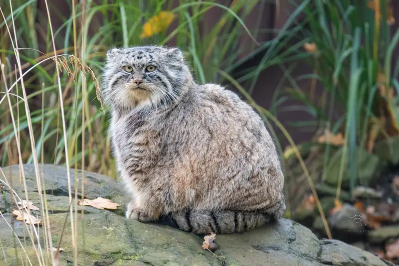 A photograph of Moira in Ostrava Zoo