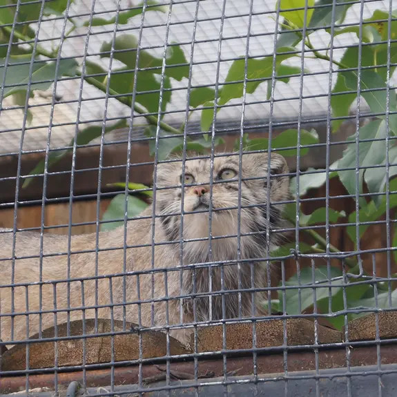 A photograph of Pepe in Leningrad zoo