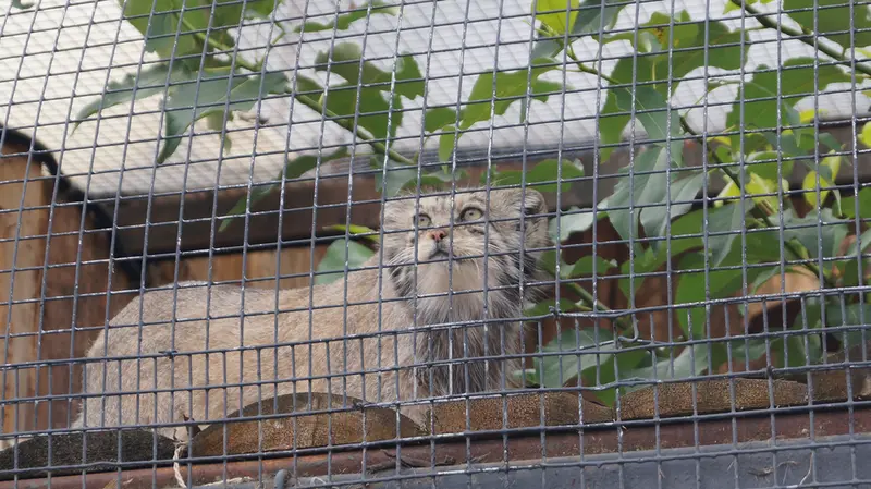 A photograph of Pepe in Leningrad zoo
