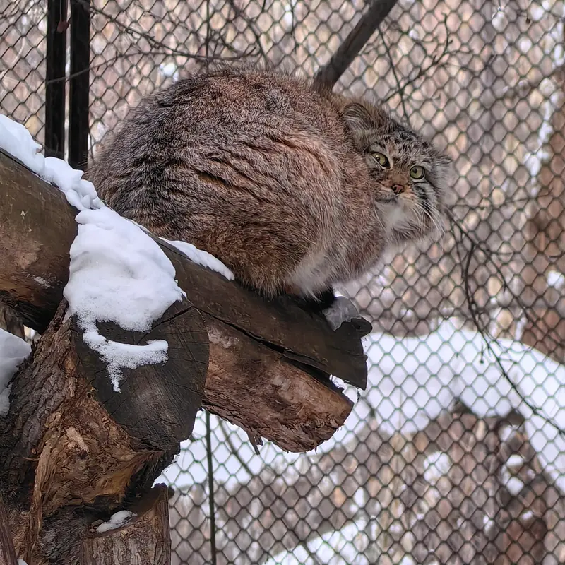 A photograph of Sychik in Novosibirsk Zoo