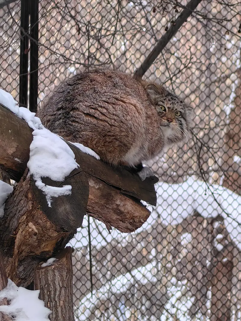 A photograph of Sychik in Novosibirsk Zoo