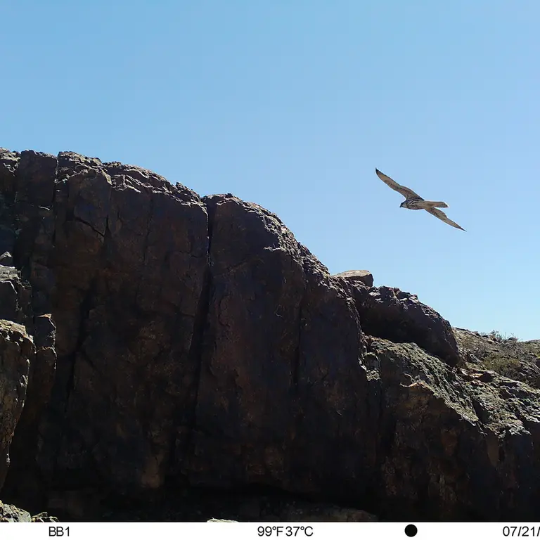 A photograph of Saker falcon from Aktas-Kunkora [new] camera trap