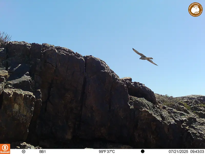 A photograph of Saker falcon from Aktas-Kunkora [new] camera trap