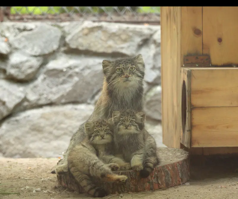 A photograph of a Pallas's cat