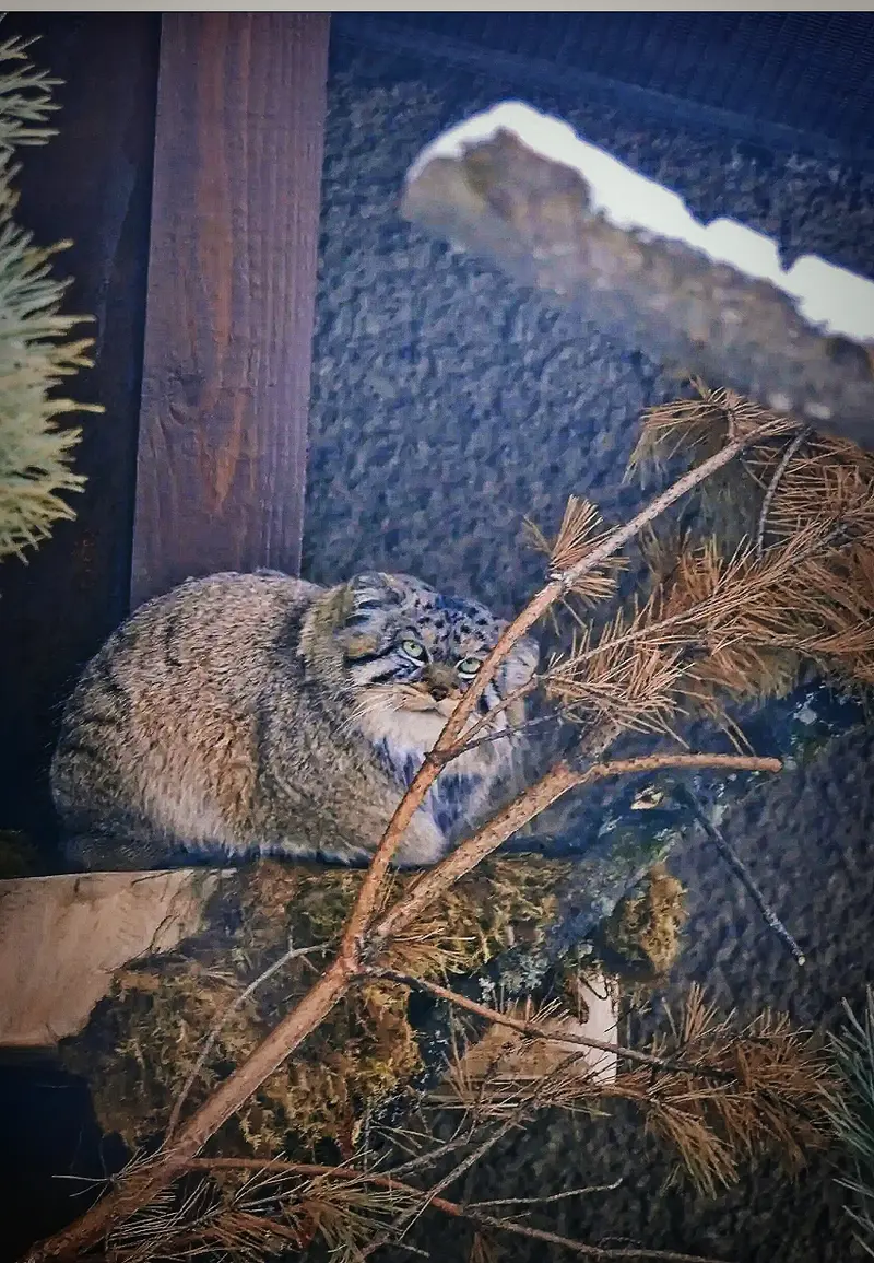 A photograph of a Pallas's cat