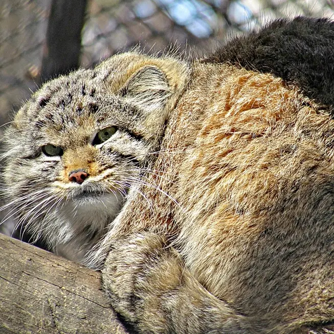 A photograph of a Pallas's cat in Novosibirsk Zoo