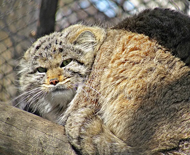 A photograph of a Pallas's cat in Novosibirsk Zoo
